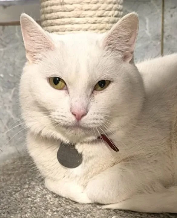 Кошка Канти, кошка, Приют «Преданное сердце», Санкт-Петербург. Фото 2 из 6.