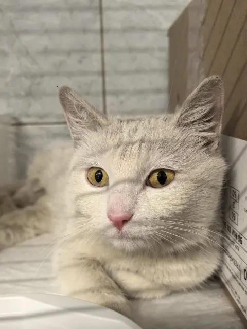 Канти — кошка Около 2 лет, Санкт-Петербург
