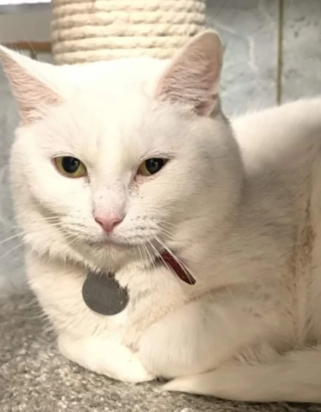 Кошка Канти, кошка, Приют «Преданное сердце», Санкт-Петербург. Фото 6 из 6.