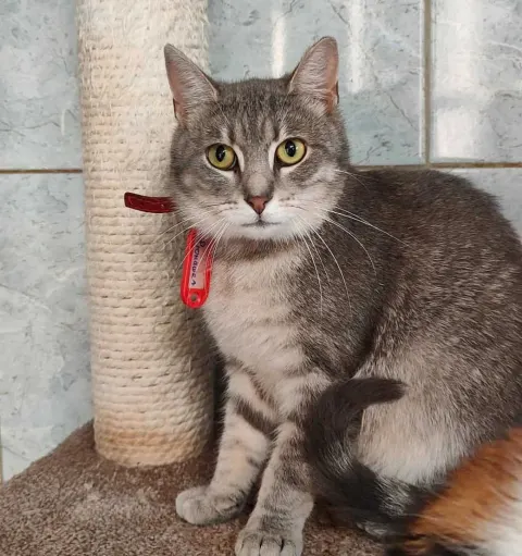 Рюмашка — кошка Около 2 лет, Санкт-Петербург