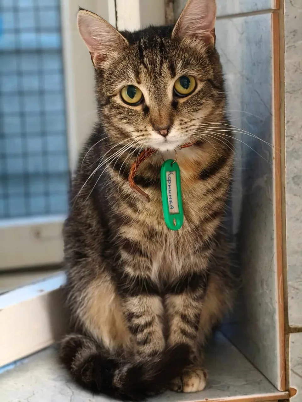 Кошка Корминка, кошка, Приют «Преданное сердце», Санкт-Петербург. Фото 5 из 9.