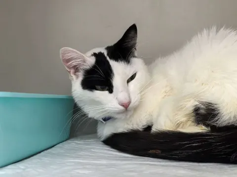 Радон — кошка Около 5 лет, Санкт-Петербург