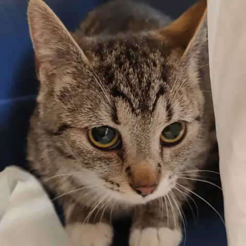 Дона — кошка Около 2 лет, Санкт-Петербург