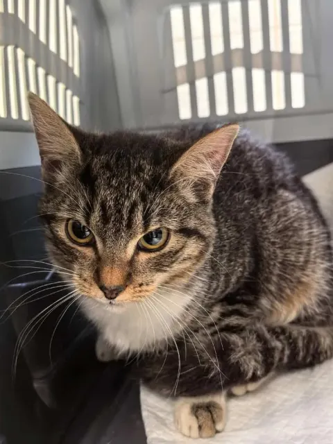 Гритта — кошка Около 2 лет, Санкт-Петербург