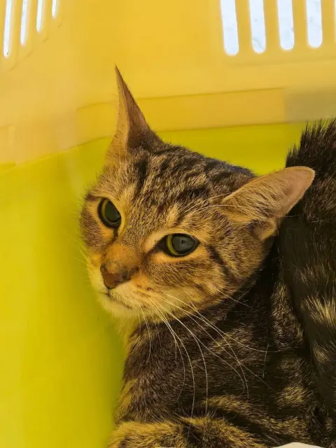Чита — кошка Около 2 лет, Санкт-Петербург
