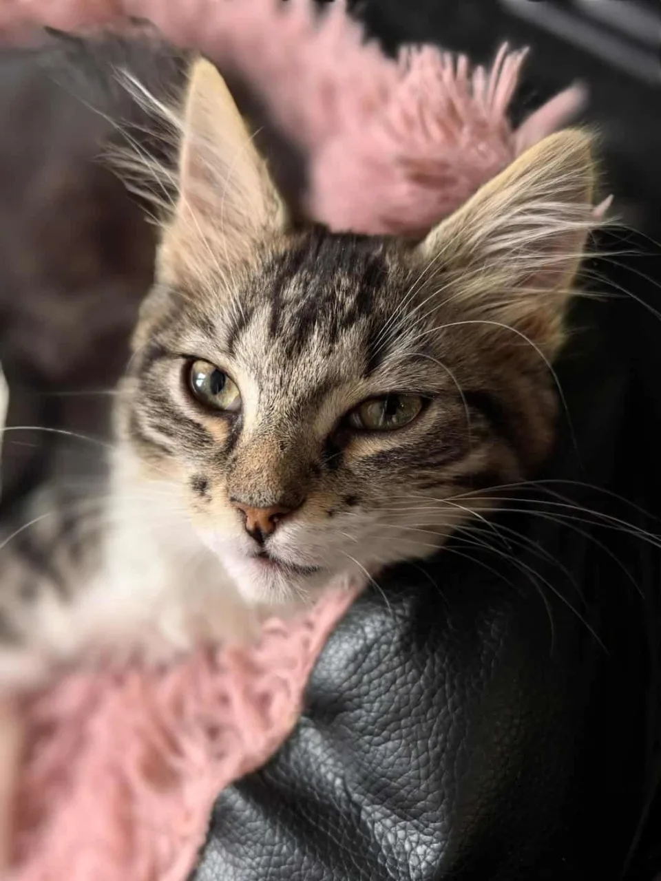 Кошка Мушка, кошка, Приют «Преданное сердце», Санкт-Петербург. Фото 3 из 10.