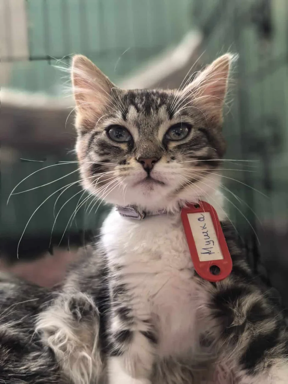 Кошка Мушка, кошка, Приют «Преданное сердце», Санкт-Петербург. Фото 4 из 10.
