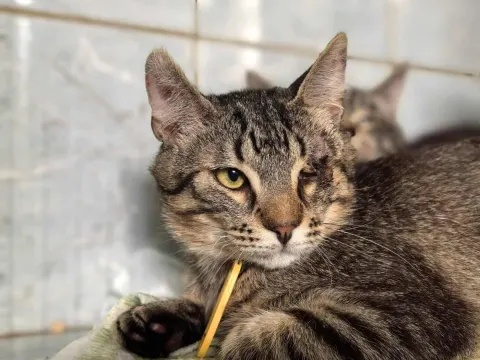 Сухарик — кошка Около 2 лет, Санкт-Петербург