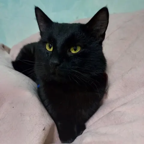 Бекончик — кошка Около 4 лет, Санкт-Петербург