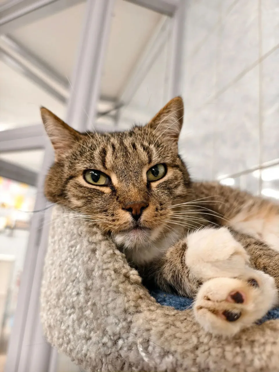Кошка Пуфик, кот, Приют «Преданное сердце», Санкт-Петербург. Фото 2 из 11.