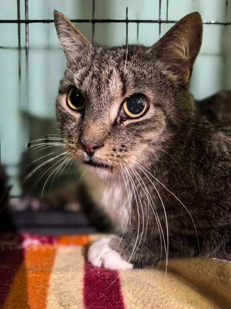Кошка Пуфик, кот, Приют «Преданное сердце», Санкт-Петербург. Фото 4 из 11.