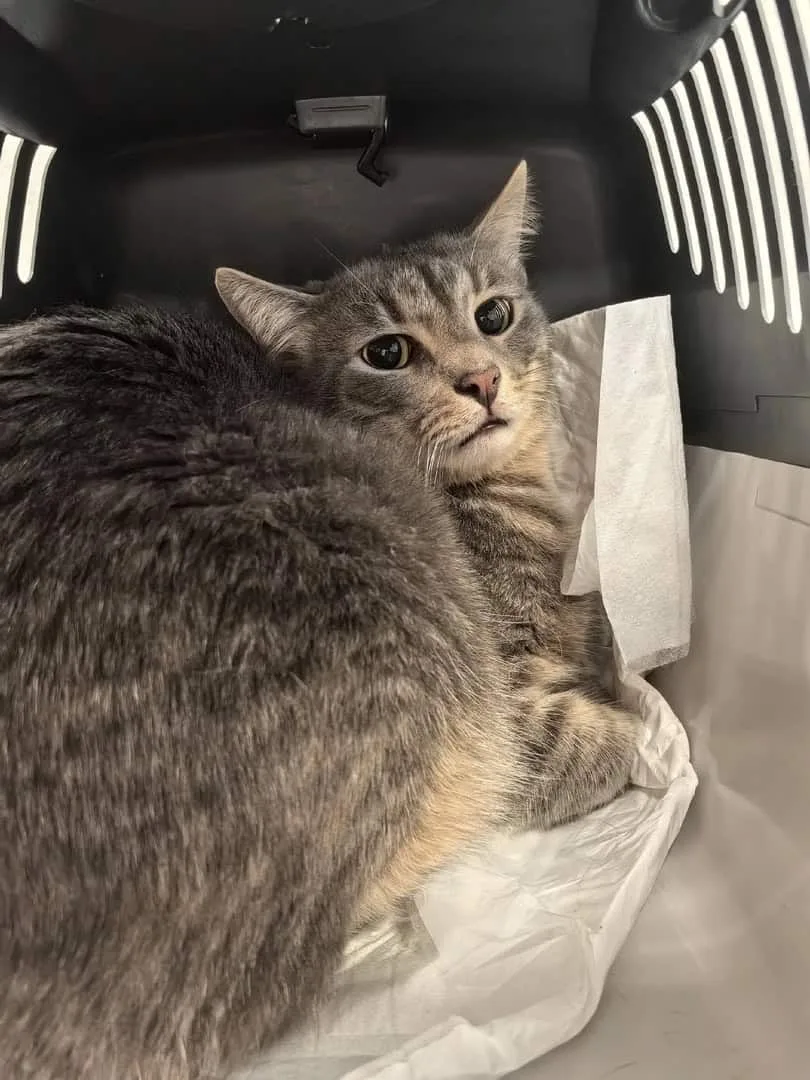 Кошка Чебурек, кот, Приют «Преданное сердце», Санкт-Петербург. Фото 3 из 7.