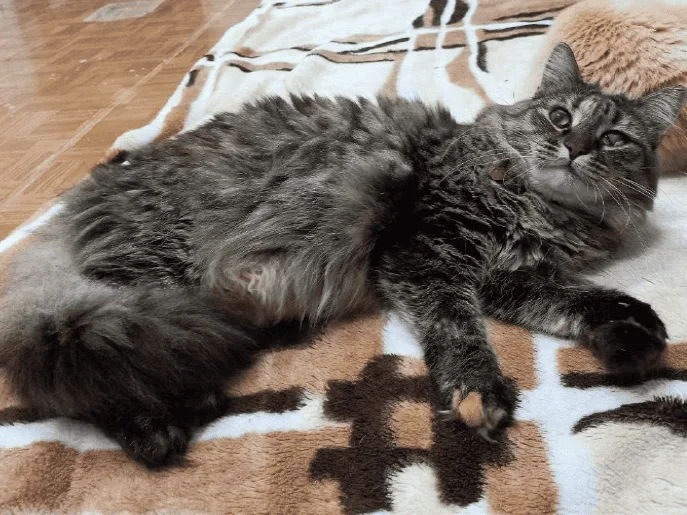 Кошка Мун, кошка, Приют «Преданное сердце», Санкт-Петербург. Фото 7 из 8.