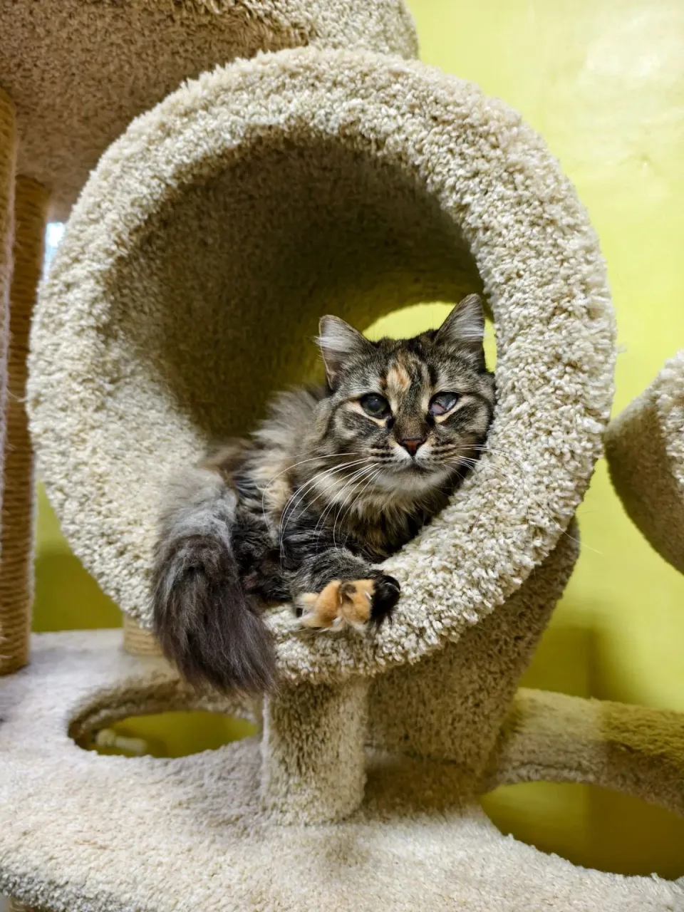 Кошка Мун, кошка, Приют «Преданное сердце», Санкт-Петербург. Фото 8 из 8.