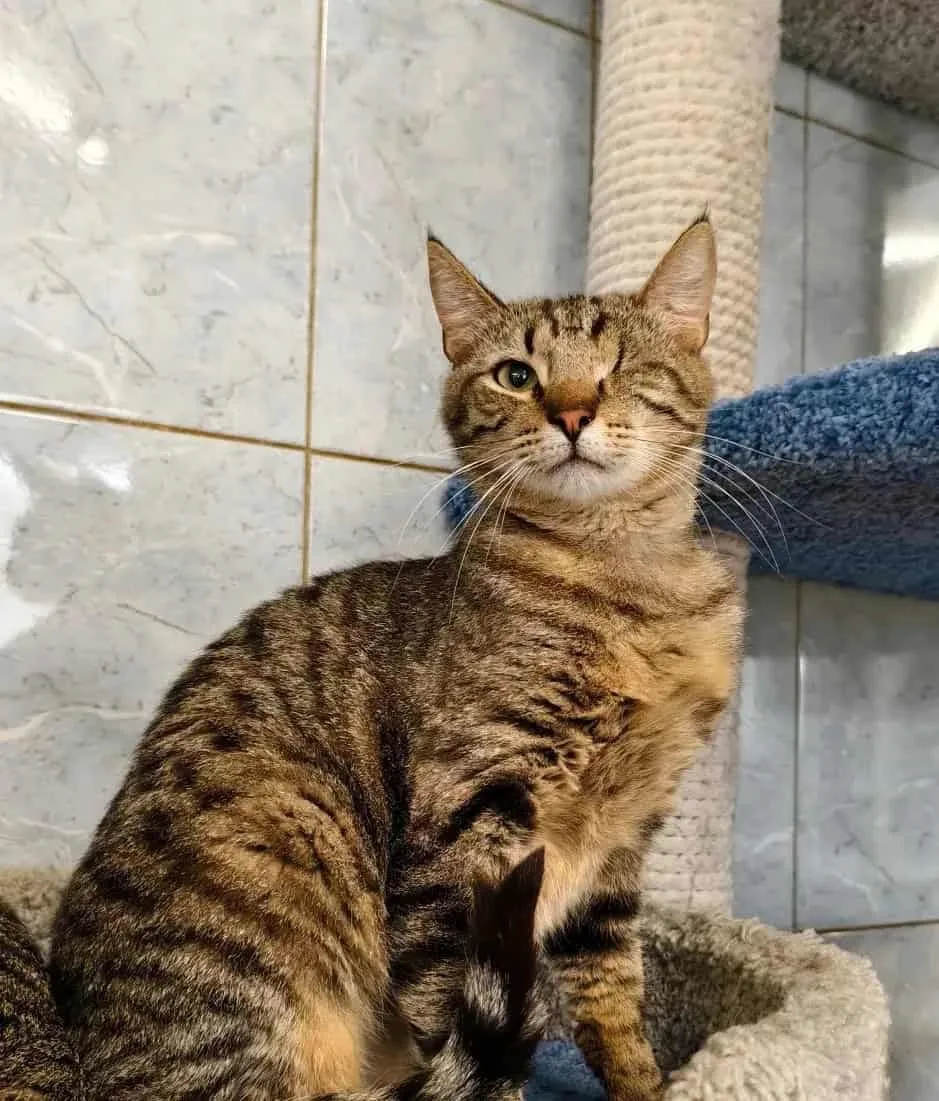 Кошка Брейн, кот, Приют «Преданное сердце», Санкт-Петербург. Фото 8 из 8.