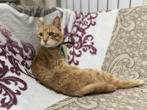 Ребус — кошка Около 12 лет, Санкт-Петербург