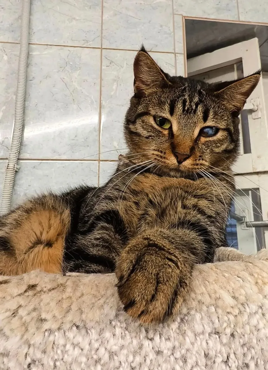 Кошка Мюмла, кот, Приют «Преданное сердце», Санкт-Петербург. Фото 6 из 9.