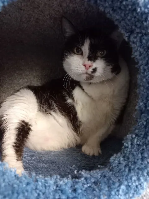 Алика — кошка Около 6 лет, Санкт-Петербург