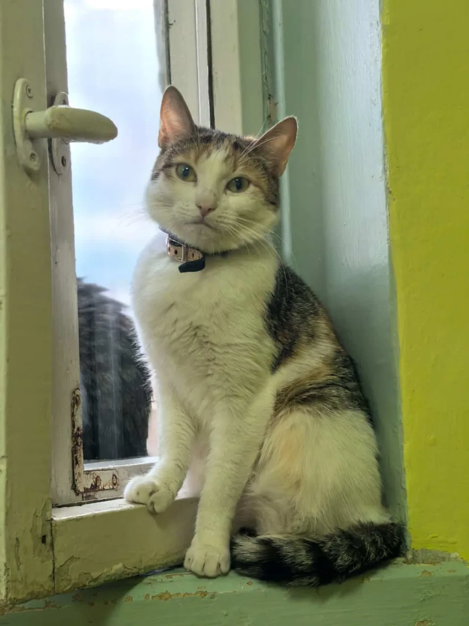 Кошка Катя, кошка, Приют «Преданное сердце», Санкт-Петербург. Фото 4 из 5.