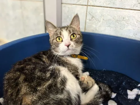 Клара — кошка Около 4 лет, Санкт-Петербург