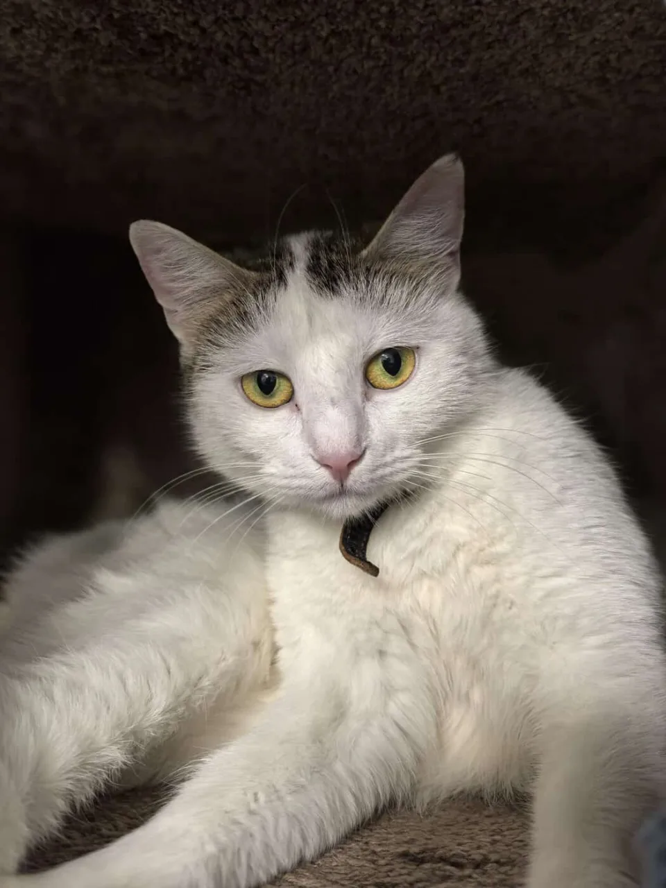 Кошка Кия, кошка, Приют «Преданное сердце», Санкт-Петербург. Фото 2 из 5.