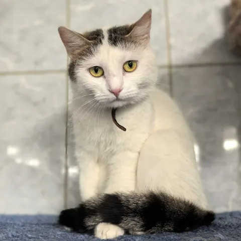 Кия — кошка Около 2 лет, Санкт-Петербург
