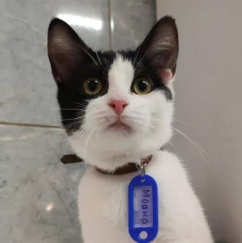 Моана — кошка Около 2 лет, Санкт-Петербург