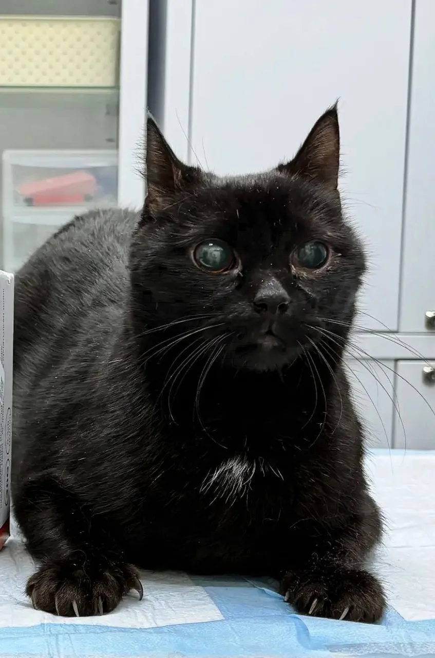 Кошка Алзар, кот, Приют «Преданное сердце», Санкт-Петербург. Фото 2 из 13.