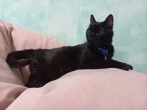Алзар — кошка Около 14 лет, Санкт-Петербург