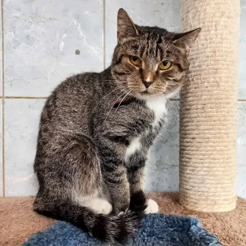 Циана — кошка Около 5 лет, Санкт-Петербург