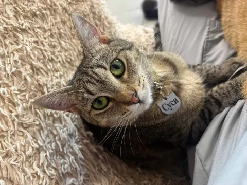 Суси — кошка Около 2 лет, Санкт-Петербург