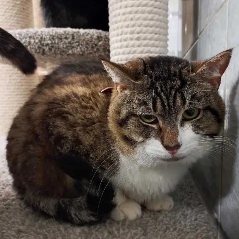 Эппл — кошка Около 6 лет, Санкт-Петербург