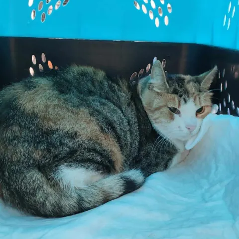 Мириам — кошка Около 3 лет, Санкт-Петербург