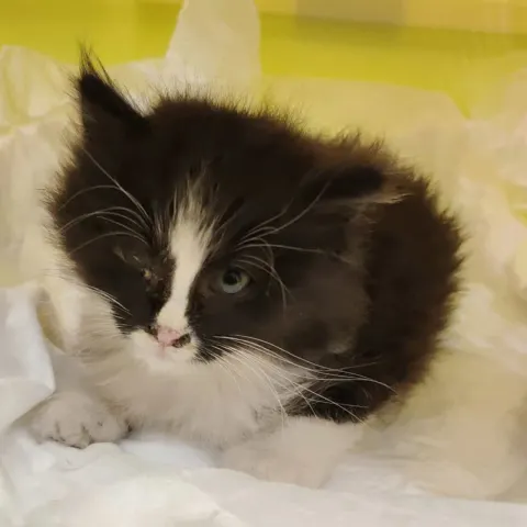 Лиса — кошка Около 2 лет, Санкт-Петербург