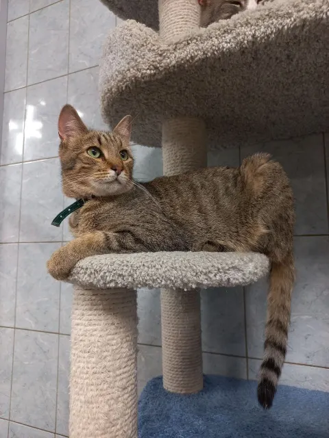 Армас — кошка Около 2 лет, Санкт-Петербург