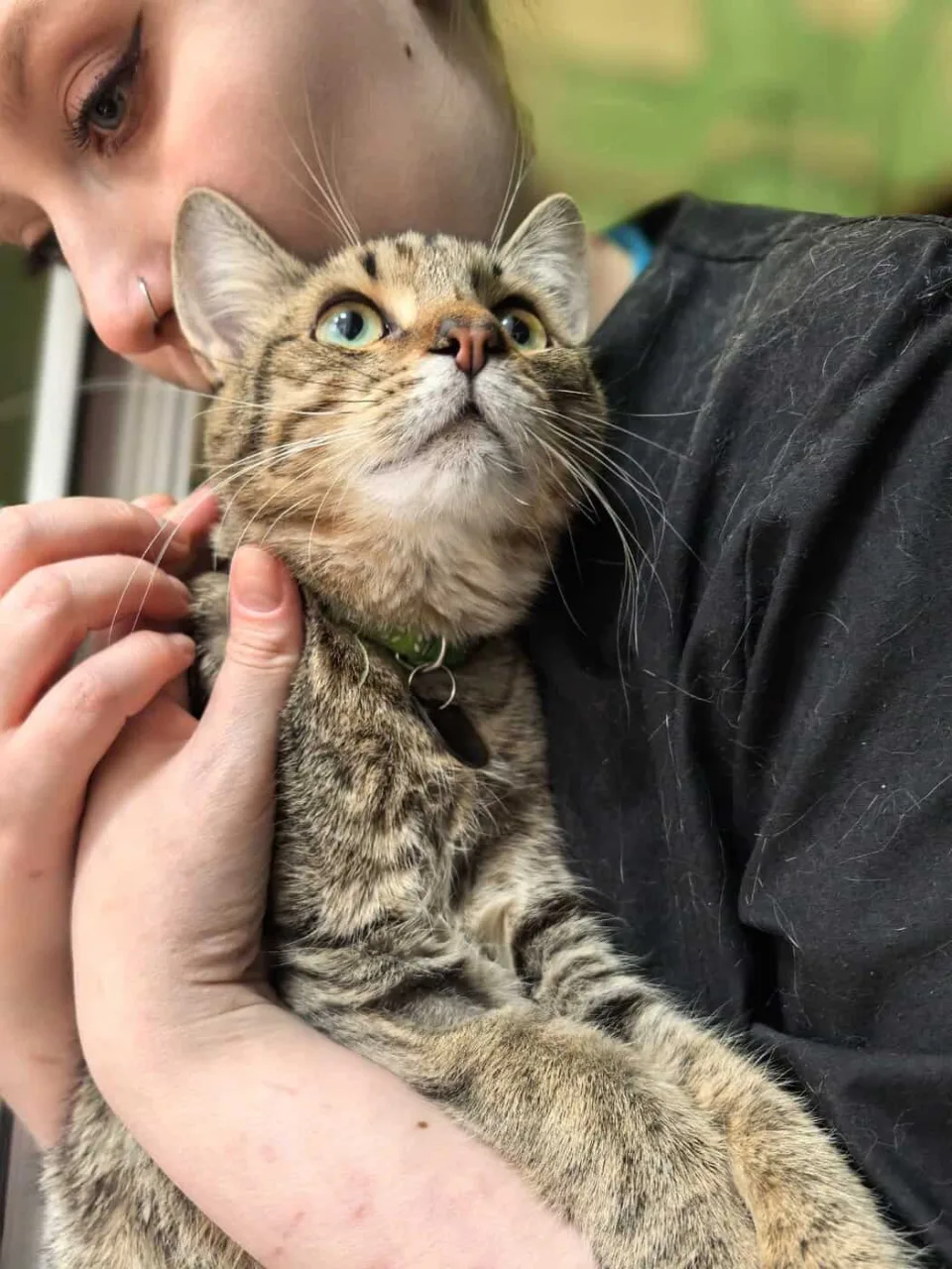 Кошка Армас, кот, Приют «Преданное сердце», Санкт-Петербург. Фото 4 из 8.