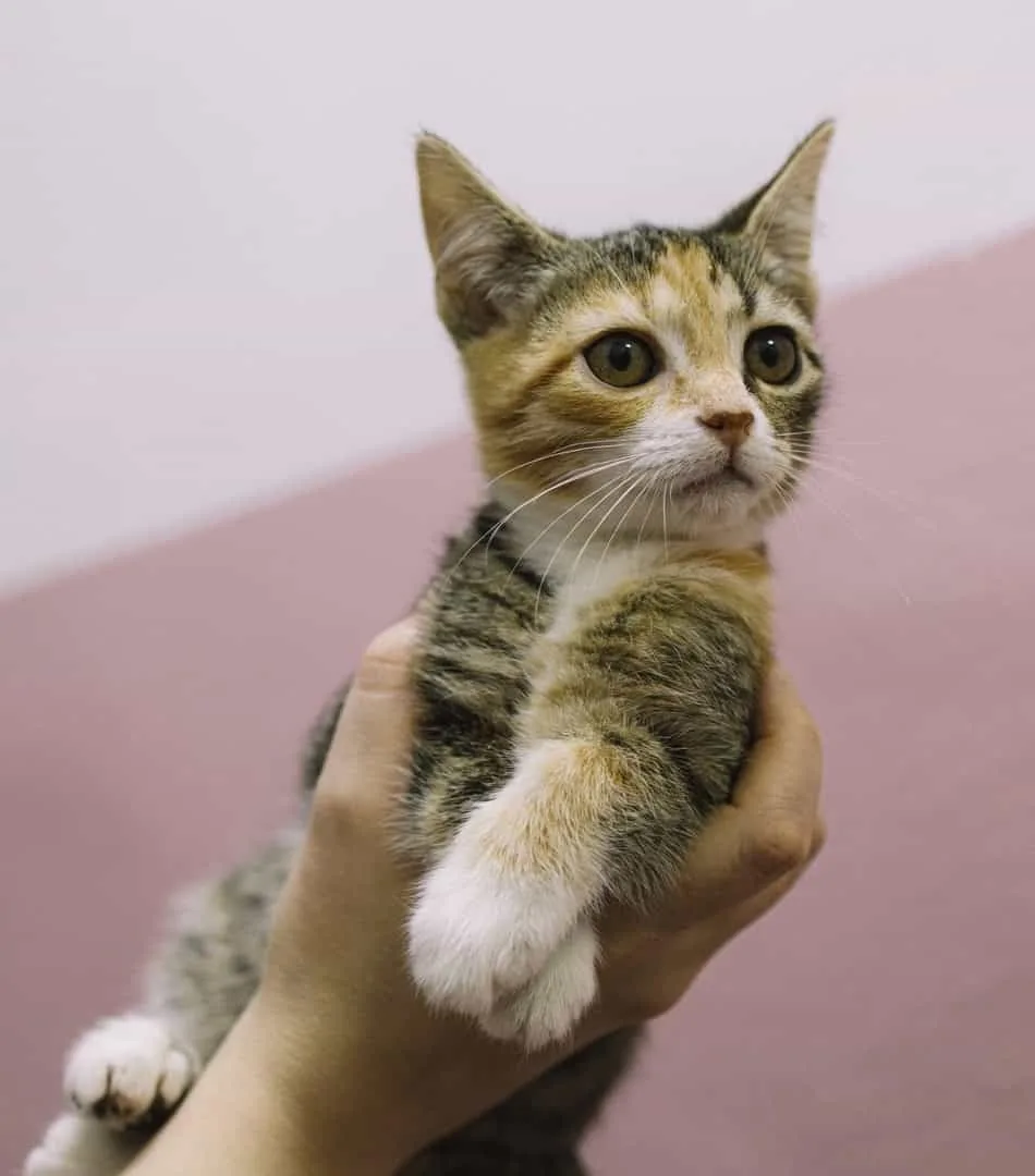 Кошка Джульетта, кошка, Приют «Преданное сердце», Санкт-Петербург. Фото 3 из 8.