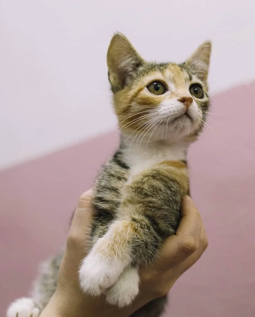 Кошка Джульетта, кошка, Приют «Преданное сердце», Санкт-Петербург. Фото 4 из 8.