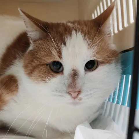 Омар — кошка Около 5 лет, Санкт-Петербург