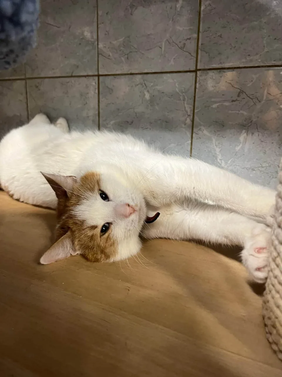 Кошка Омар, кот, Приют «Преданное сердце», Санкт-Петербург. Фото 5 из 7.