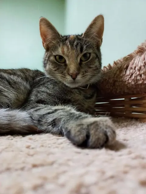 Беллатрикс — кошка Около 2 лет, Санкт-Петербург