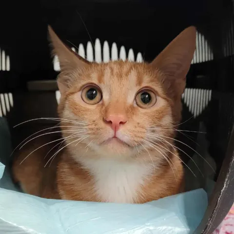 Рольд — кошка Около 2 лет, Санкт-Петербург