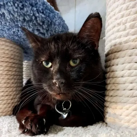 Лоренсо — кошка Около 8 лет, Санкт-Петербург