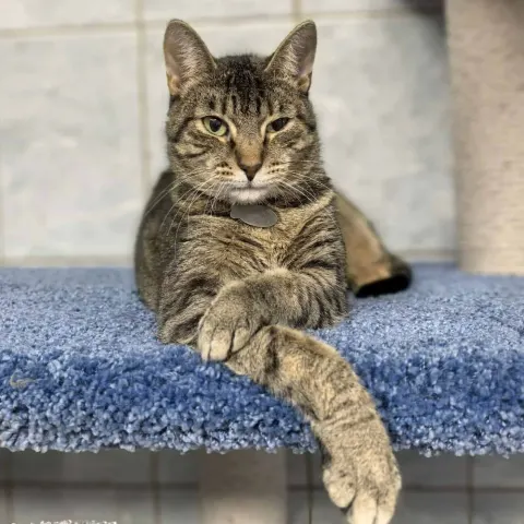 Палома — кошка Около 2 лет, Санкт-Петербург