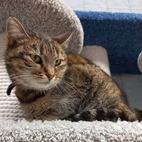 Мани — кошка Около 5 лет, Санкт-Петербург