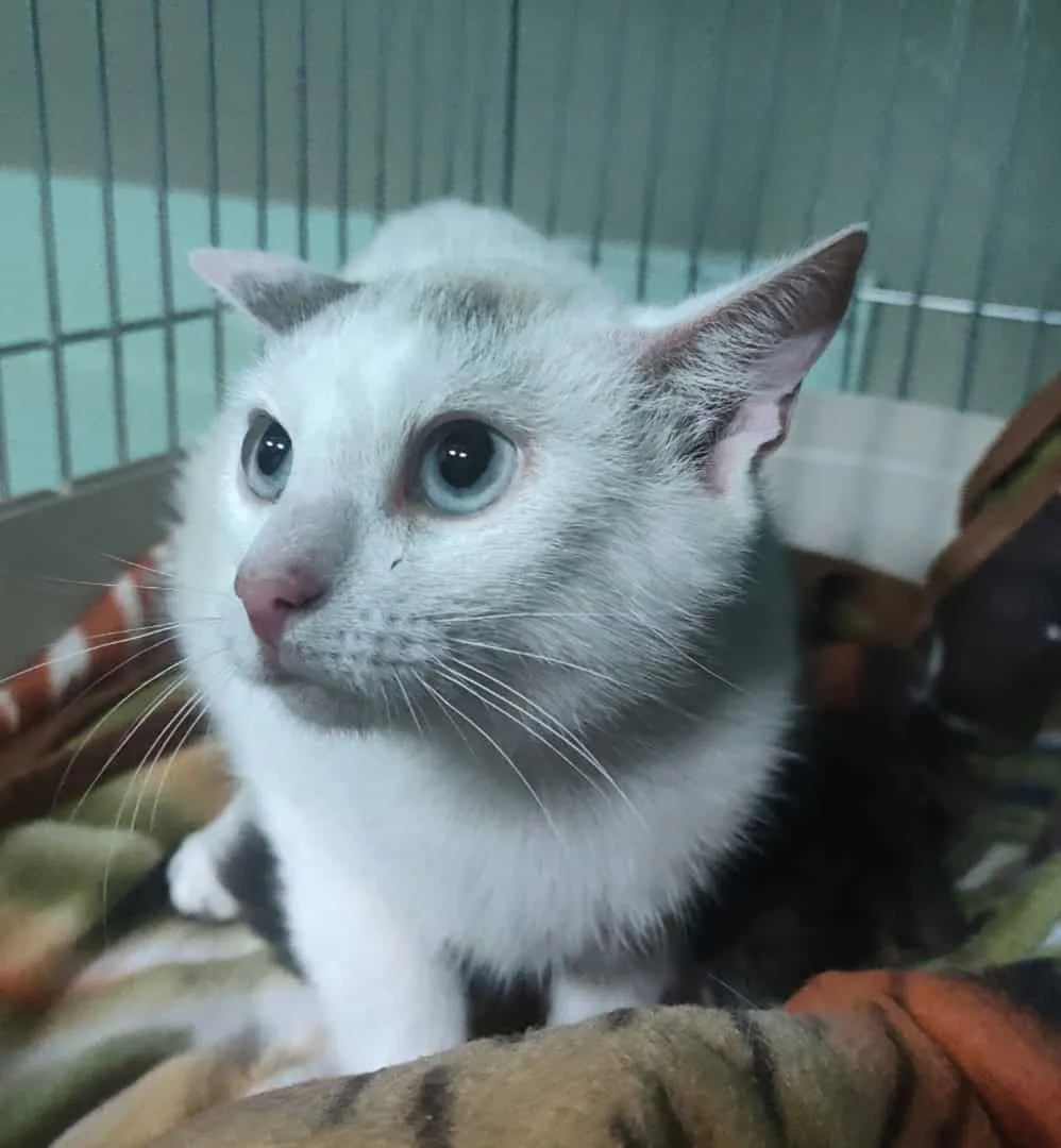 Кошка Маруся, кошка, Приют «Преданное сердце», Санкт-Петербург. Фото 3 из 11.