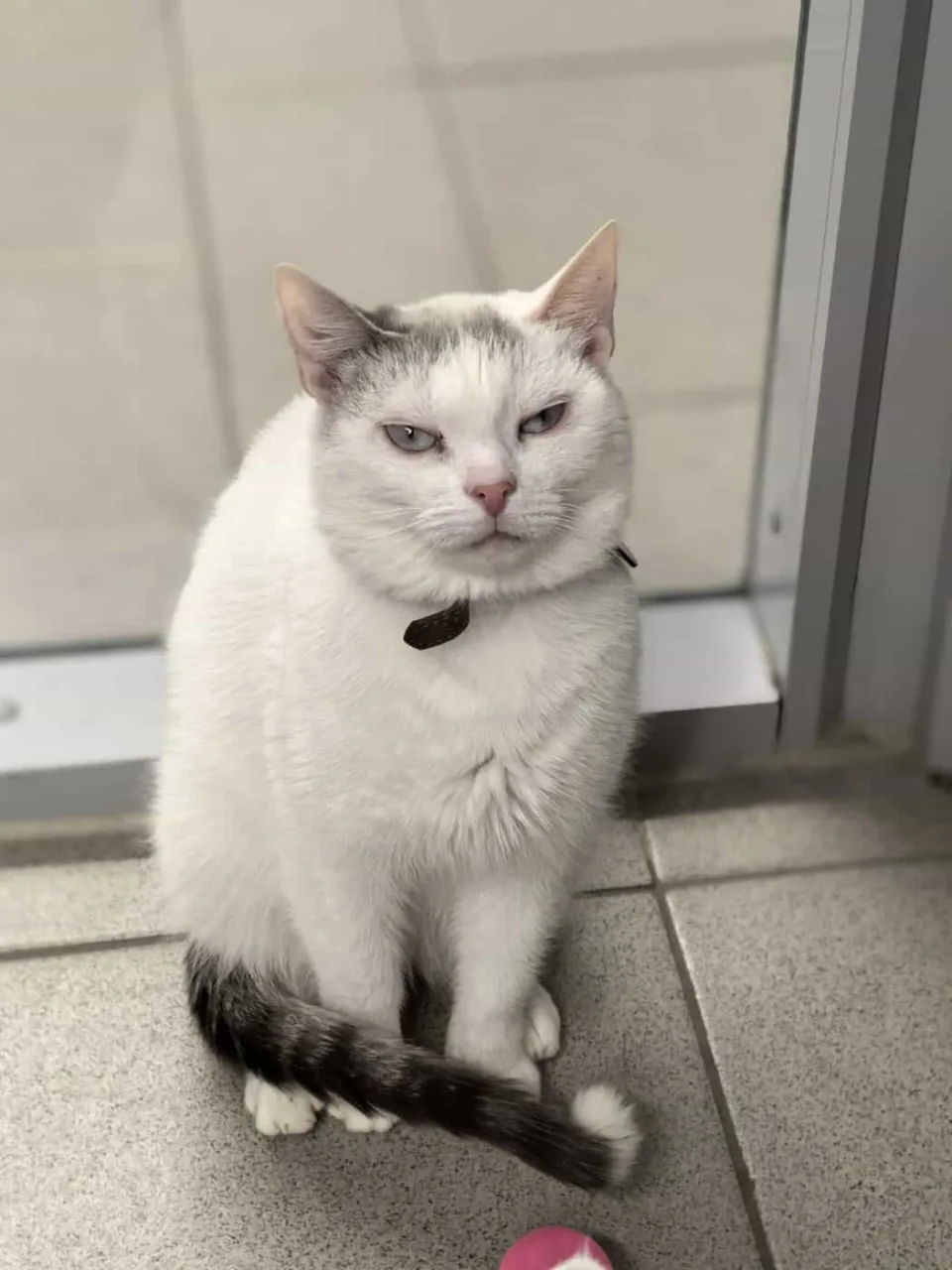 Кошка Маруся, кошка, Приют «Преданное сердце», Санкт-Петербург. Фото 7 из 11.
