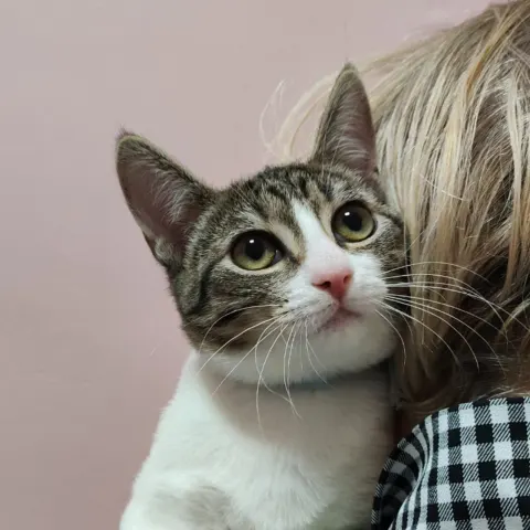 Киви — кошка Около 2 лет, Санкт-Петербург