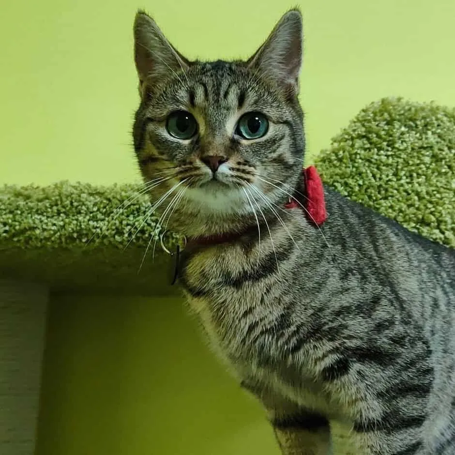 Кошка Гауда, кошка, Приют «Преданное сердце», Санкт-Петербург. Фото 7 из 8.