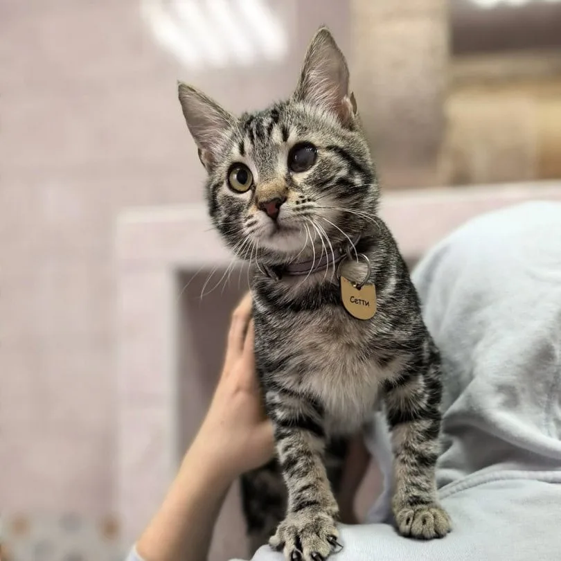 Кошка Сетти, кошка, Приют «Преданное сердце», Санкт-Петербург. Фото 5 из 8.